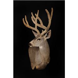 Taxidermy Credit - $5,000 / Exhibitor