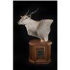 Image 4 : Taxidermy Credit - $5,000 / Exhibitor