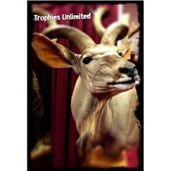 Taxidermy Credit - $2,000 / Exhibitor