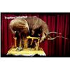 Image 2 : Taxidermy Credit - $2,000 / Exhibitor