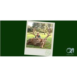 3 Day Iberian Red Stag Hunt - $7,050 / Exhibitor