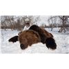 Image 2 : Kamchatka Brown Bear - $13,900 / Exhibitor