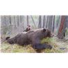 Image 4 : Kamchatka Brown Bear - $13,900 / Exhibitor