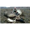Image 4 : Fly-in Float Trip for Alaska Moose for 2 Hunters - $10,400