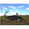 Image 4 : 10 Day Mozambique Cape Buffalo for 1 Hunter - $15,600 / Exhibitor