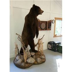 Life-size Alaskan Brown Bear with Habitat - $5,000 / Exhibitor