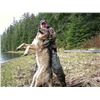 Image 1 : Kuiu Island Black Bear/Wolf Hunt for 1 Hunter - $7,500