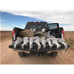 Texas Sandhill Cranes for 2 - $3,990 / Exhibitor