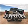 Image 1 : Texas Sandhill Cranes for 2 - $3,990 / Exhibitor