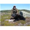 Image 1 : Newfoundland Moose & Black Bear Hunt for 1 - $9,500