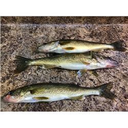 Ontario Fishing Trip for 1 Angler - $640