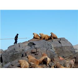 Atlantic Walrus Hunt in Nunavut Territory - $13,250