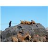 Image 1 : Atlantic Walrus Hunt in Nunavut Territory - $13,250