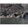 Image 2 : Atlantic Walrus Hunt in Nunavut Territory - $13,250