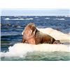 Image 3 : Atlantic Walrus Hunt in Nunavut Territory - $13,250