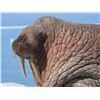 Image 4 : Atlantic Walrus Hunt in Nunavut Territory - $13,250