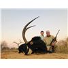 Image 2 : Booysen Safaris Sable and Nyala Hunt for 2 Hunters - $12,100