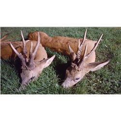 Roe Buck Hunt in France for 1 Hunter- 3800 Euros