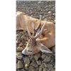 Image 2 : Roe Buck Hunt in France for 1 Hunter- 3800 Euros