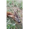 Image 3 : Roe Buck Hunt in France for 1 Hunter- 3800 Euros