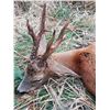 Image 5 : Roe Buck Hunt in France for 1 Hunter- 3800 Euros