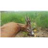 Image 6 : Roe Buck Hunt in France for 1 Hunter- 3800 Euros