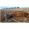 Image 7 : Roe Buck Hunt in France for 1 Hunter- 3800 Euros