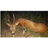 Image 8 : Roe Buck Hunt in France for 1 Hunter- 3800 Euros