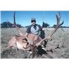 Image 3 : Argentina Free Range Red Stag for 1 Hunter - $7,000