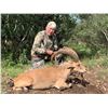 Image 4 : Texas Big Game Hunt for 1 Hunter - $3,400