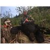 Image 4 : British Columbia Spring Black Bear for 2 Hunters - $4,500 / Exhibitor