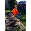Image 1 : Four Wingshooter - Pheasant Hunt, 17 Pheasants and Lunch