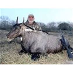 Choice of Nilgai, Scimitar Oryx, Aoudad or Axis Deer for One Hunter
