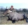 Image 1 : Choice of Nilgai, Scimitar Oryx, Aoudad or Axis Deer for One Hunter