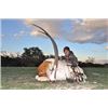 Image 2 : Choice of Nilgai, Scimitar Oryx, Aoudad or Axis Deer for One Hunter