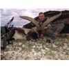 Image 1 : Beceite Ibex for Two Hunters - Includes Trophy Fees