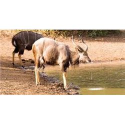 Two Nyala Adventure for Two Hunters