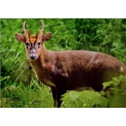 Muntjac Deer Hunt - England -  Includes Trophy Fee
