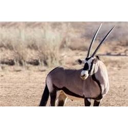 African Plains Game Safari for Two Hunters Includes Three Animals per Hunter