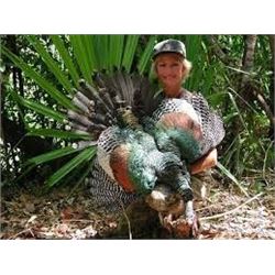 7 Day Campeche Jungle Hunt for Two Hunters, 3 animals each-Brocket Deer, Ocellated Trukey & More