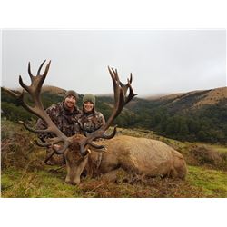 Red Stag Hunt New Zealand