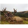 Red Stag Hunt New Zealand