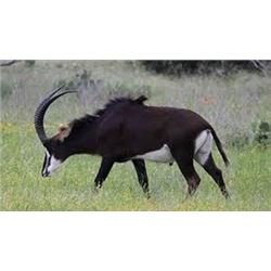 Sable and Impala Hunt