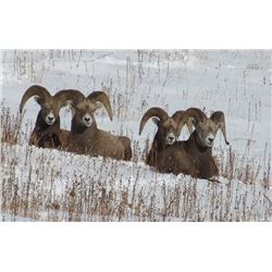 $5,000.00 Credit for Bighorn, Moose, Goat, Cougar