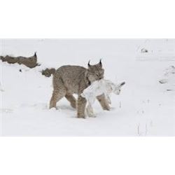 Lynx Hunt with Hounds in British Columbia