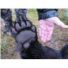 Image 3 : Newfoundland Spring Black Bear Hunt for 2