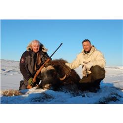 Greenland Spring Musk Ox Hunt for 1