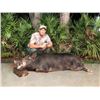 Image 2 : Florida Alligator & Hog Combo Hunt