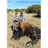 Image 1 : New Mexico Bison Hunt for 1 Hunter & 1 Observer
