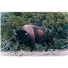 Image 2 : New Mexico Bison Hunt for 1 Hunter & 1 Observer